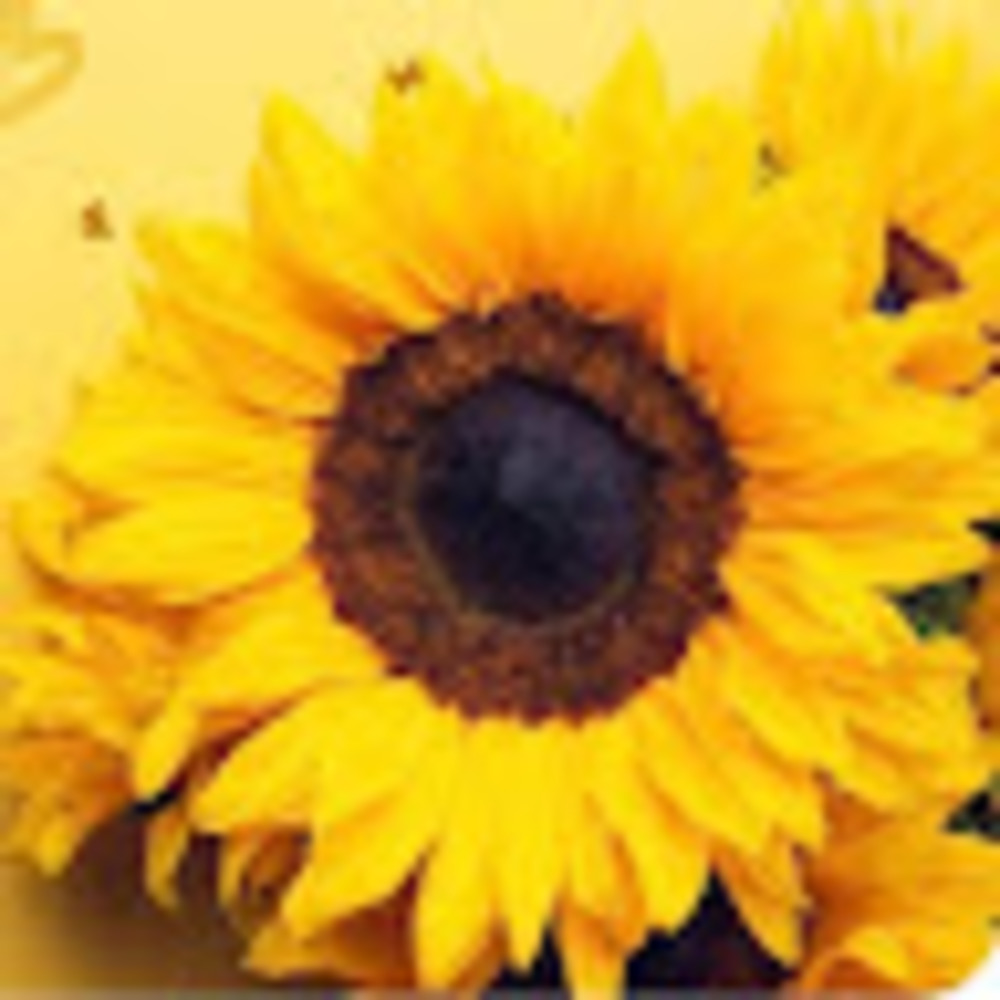 Meet your Posher, Pariwash